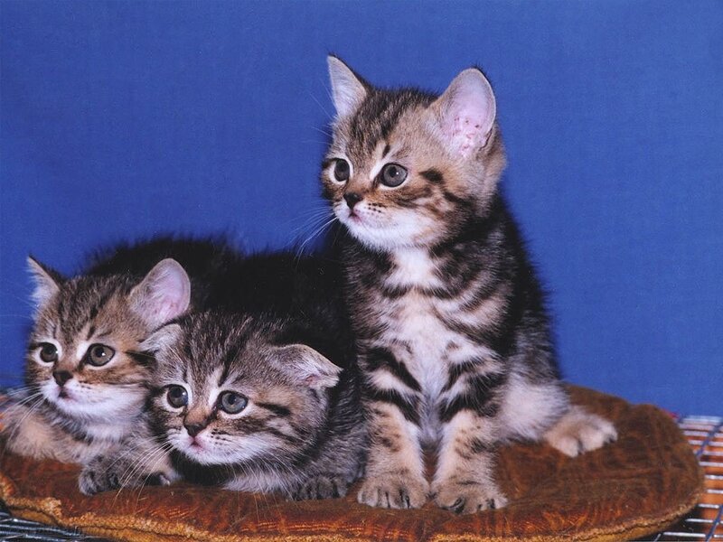 Three tabby kittens on a cushion