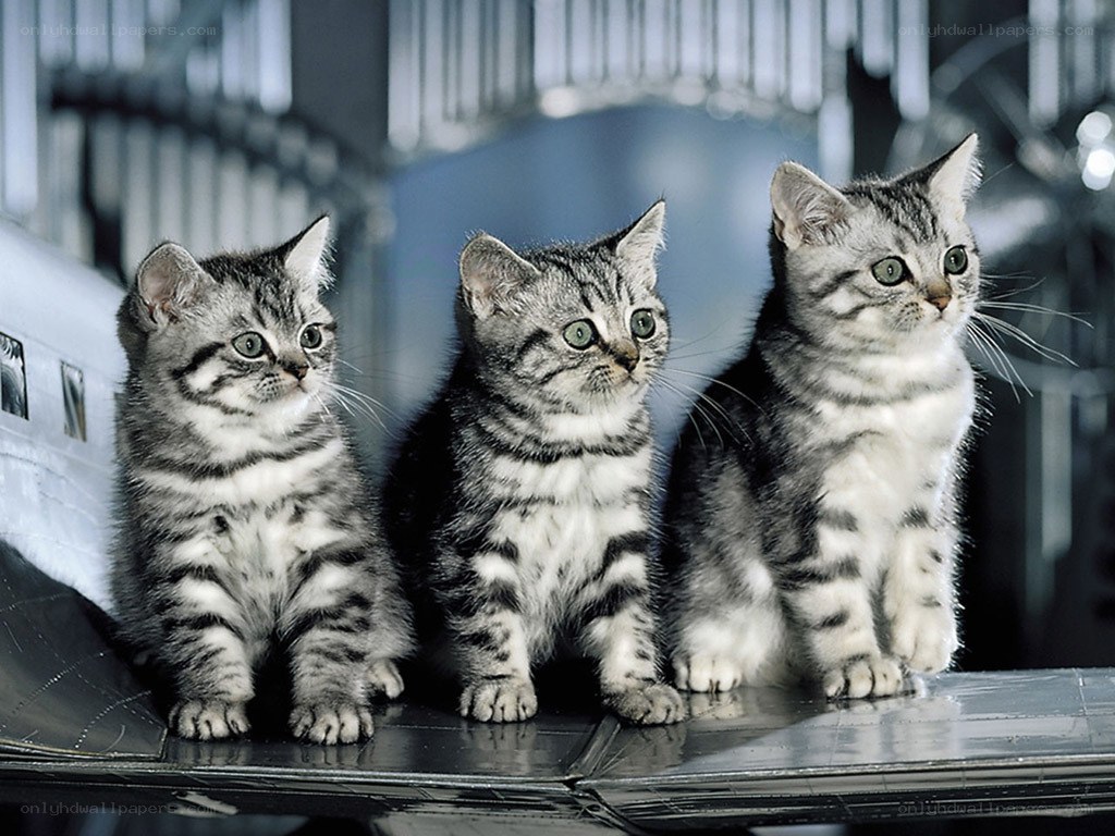 three tabby kittens on a plane