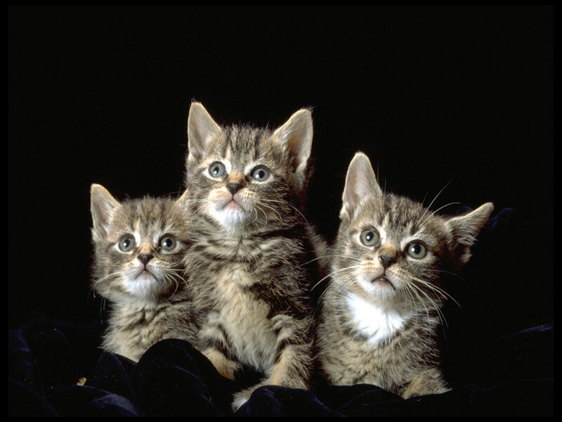 three tabby kittens on black