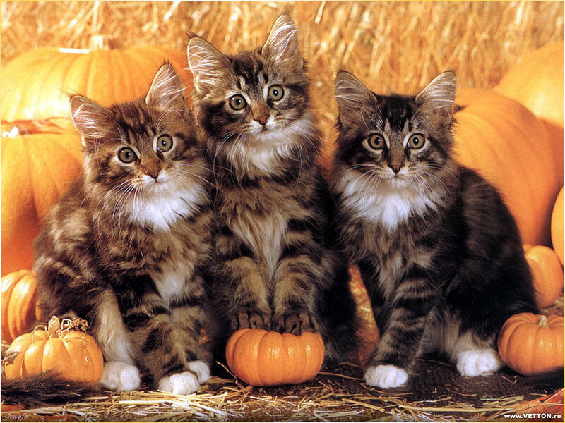 Three Tabby Kittens — Orange