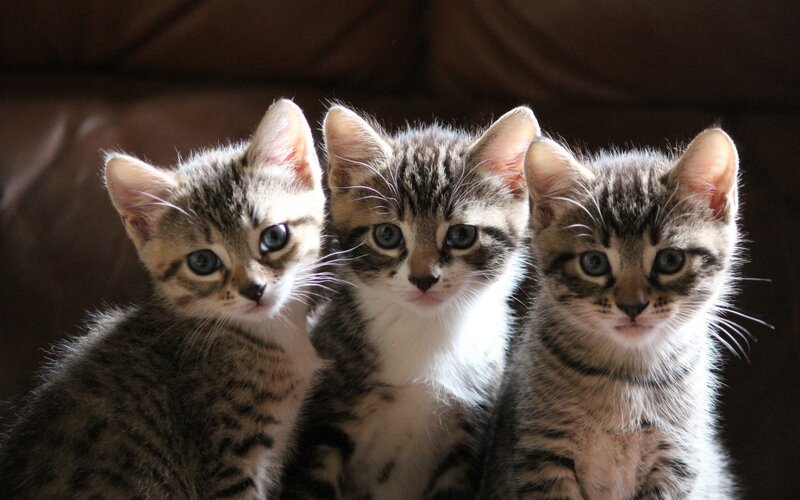 Three Tabby Kittens — Photograph