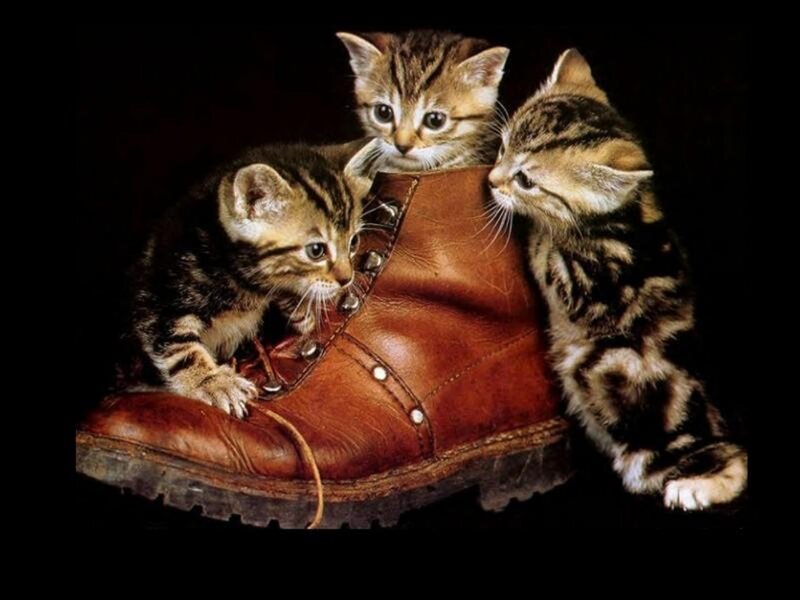 Three Tabby Kittens