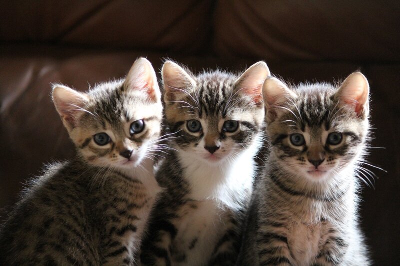 Three tabby kittens together