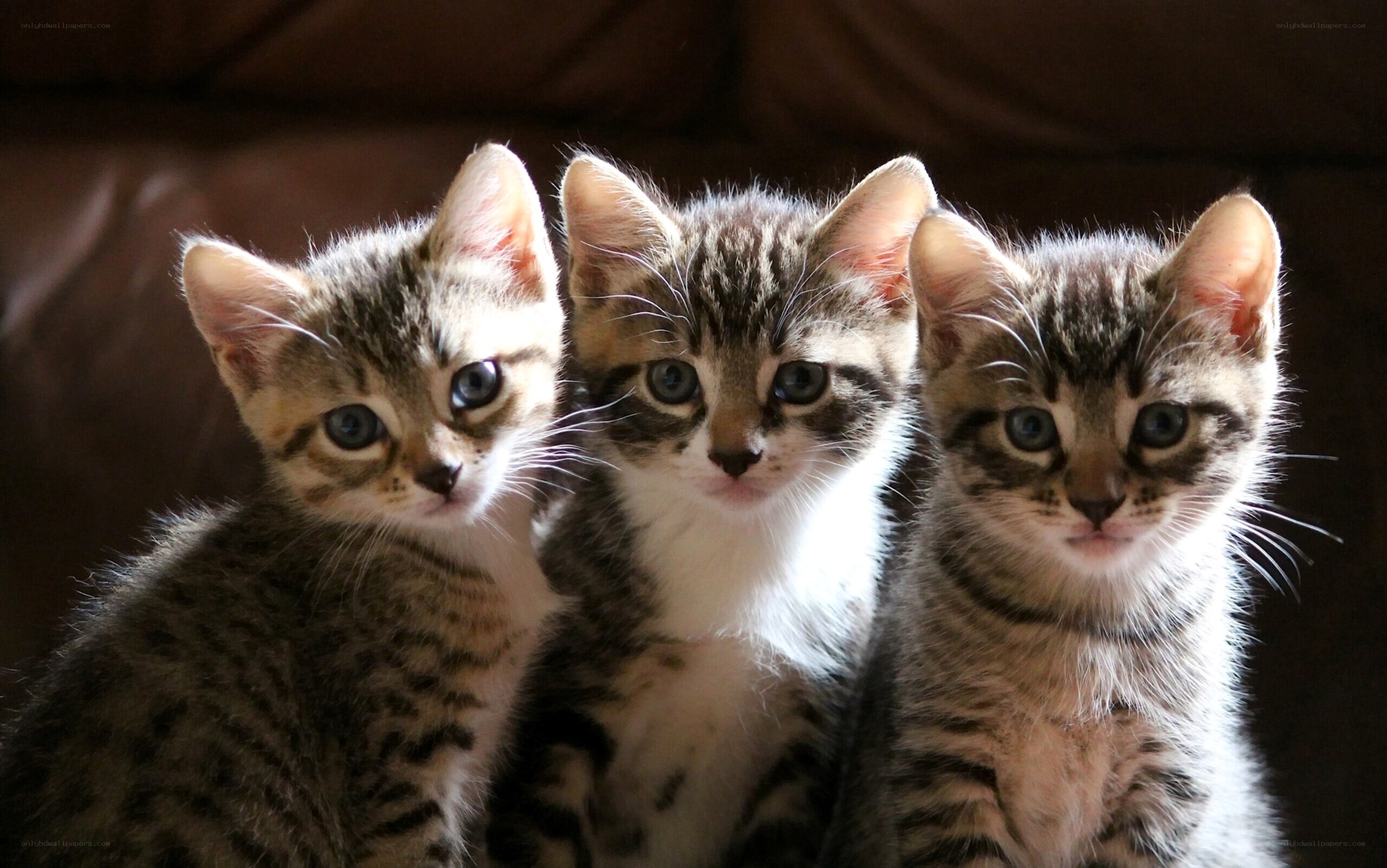 Three tabby kittens together