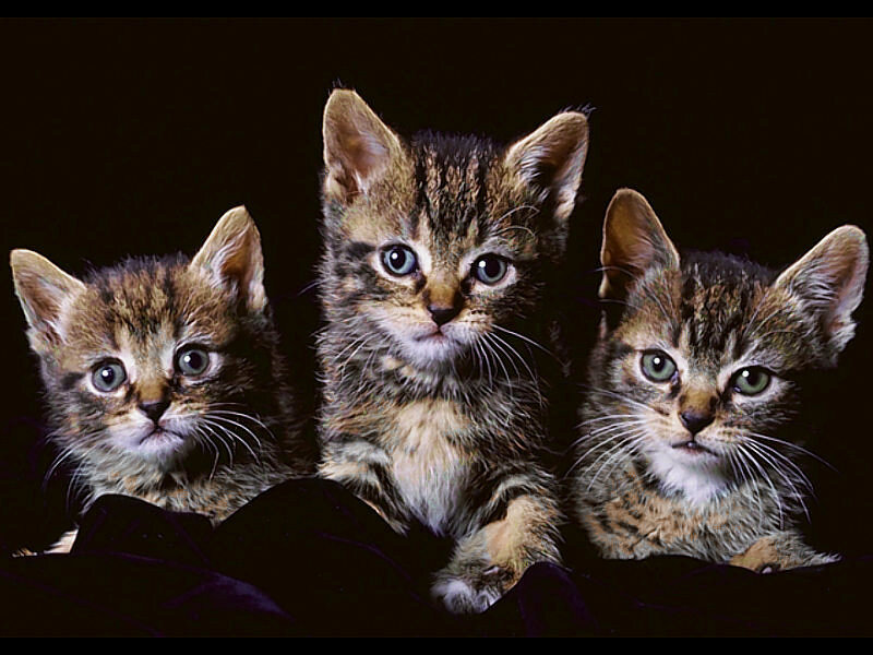 three tabby kittens together