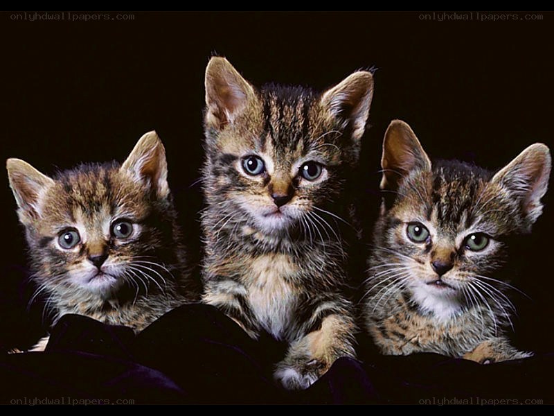 three tabby kittens together