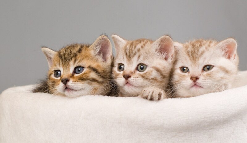 Three Tabby Kittens — White, Calm