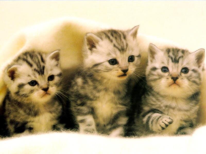 Three Tabby Kittens — White