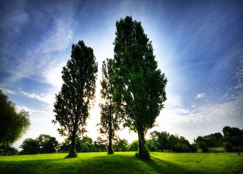 Three Tall Trees