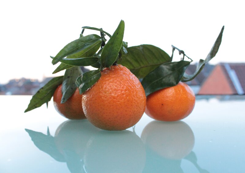 Three tangerines with leaves