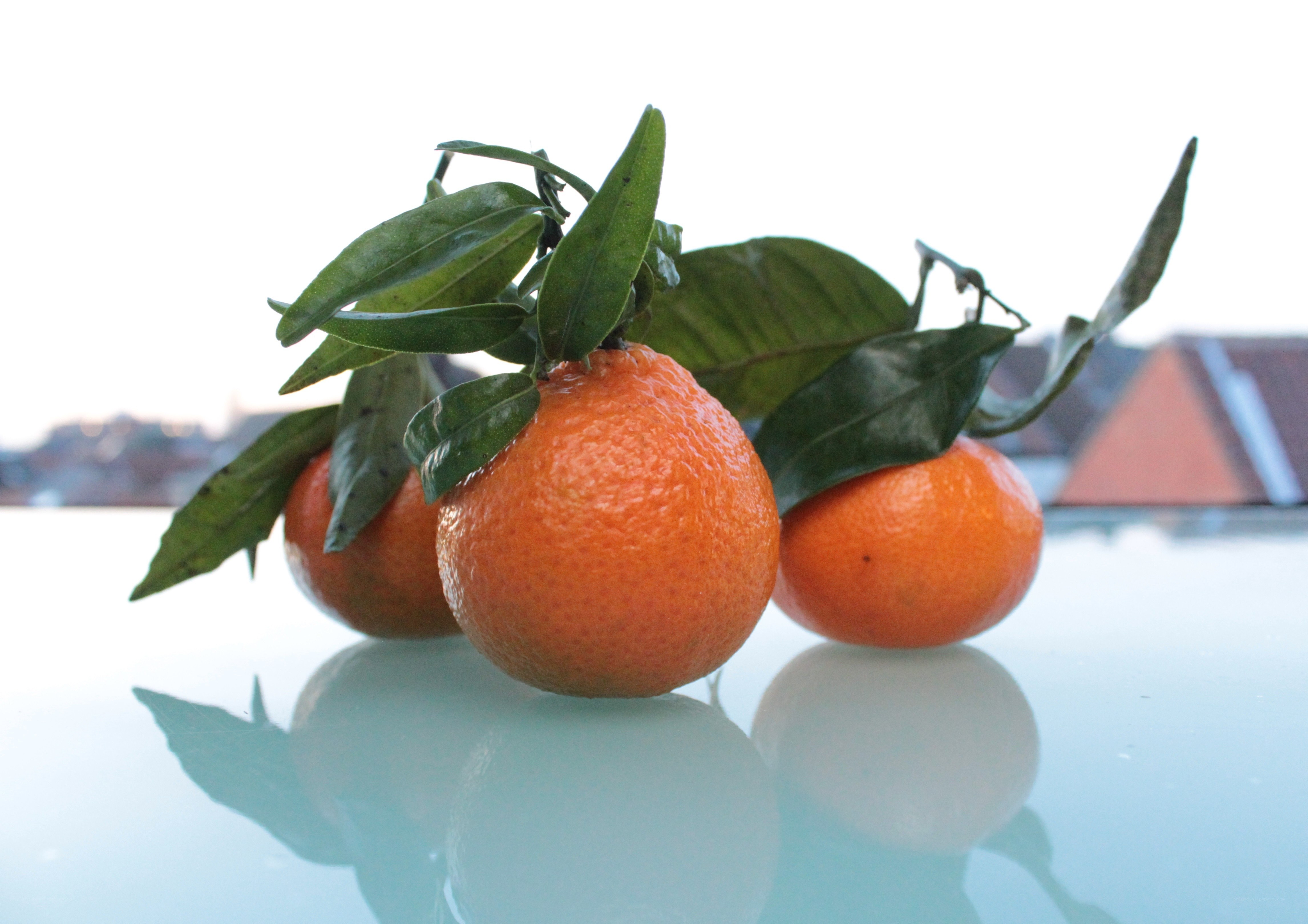 Three tangerines with leaves