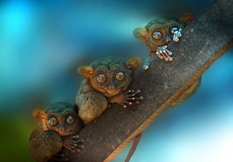 Three Tarsier Monkeys