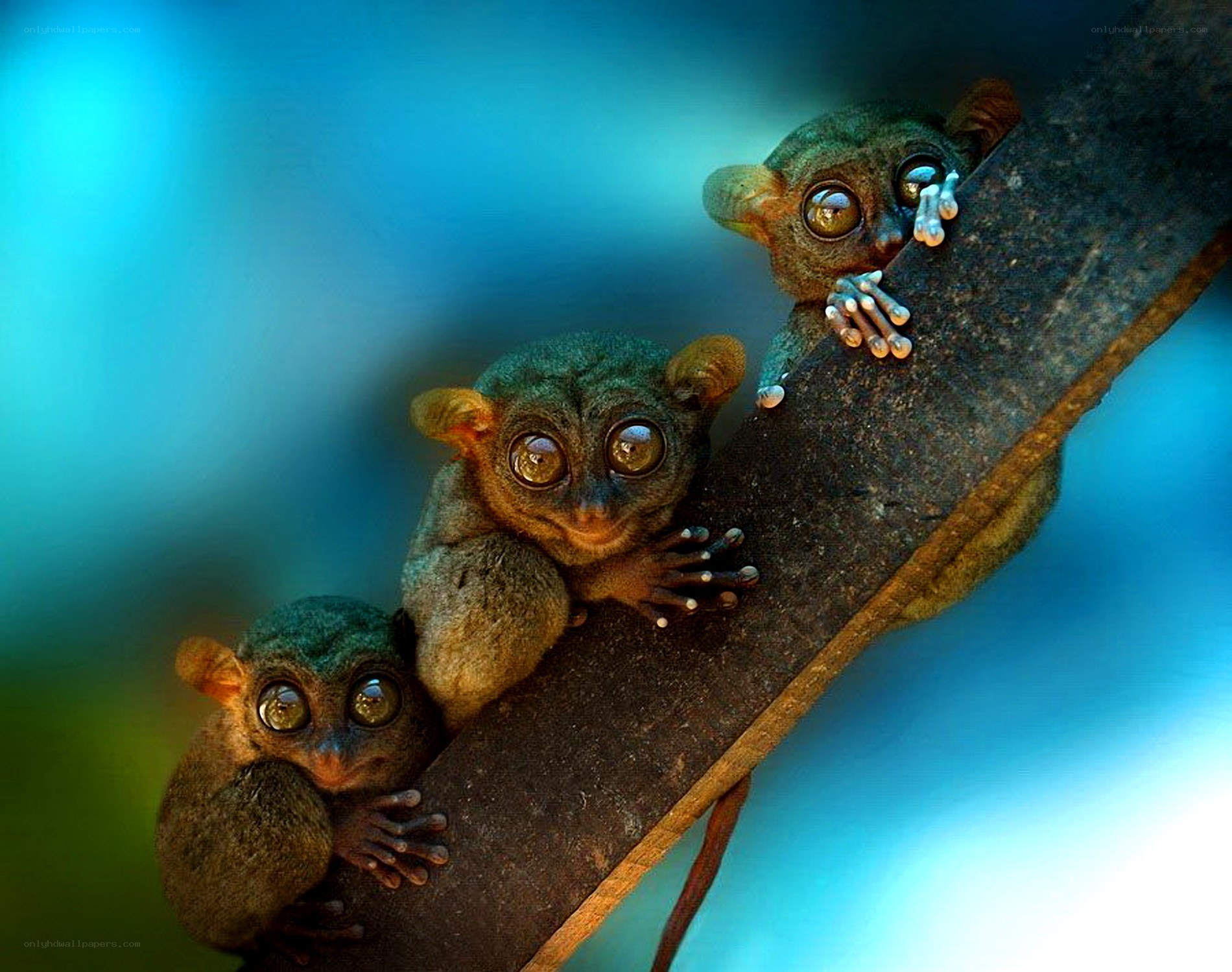 Three tarsiers on a branch