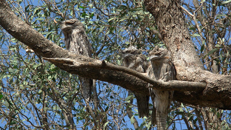 Three Tawny Frogmouths