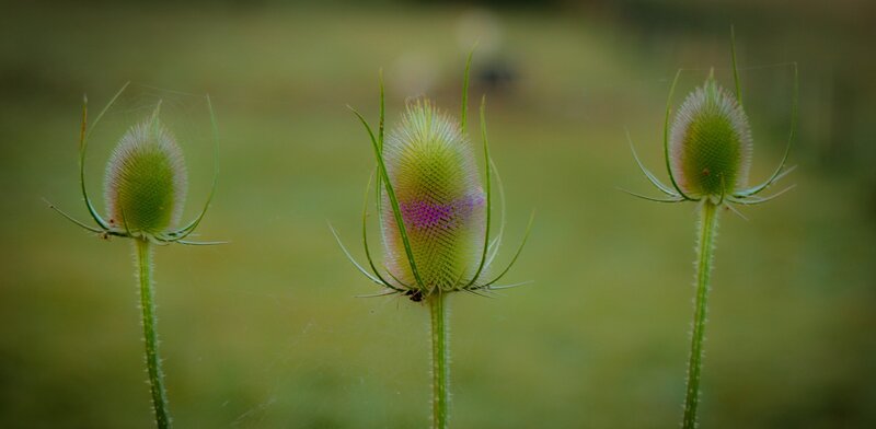 Three thistle buds in a field