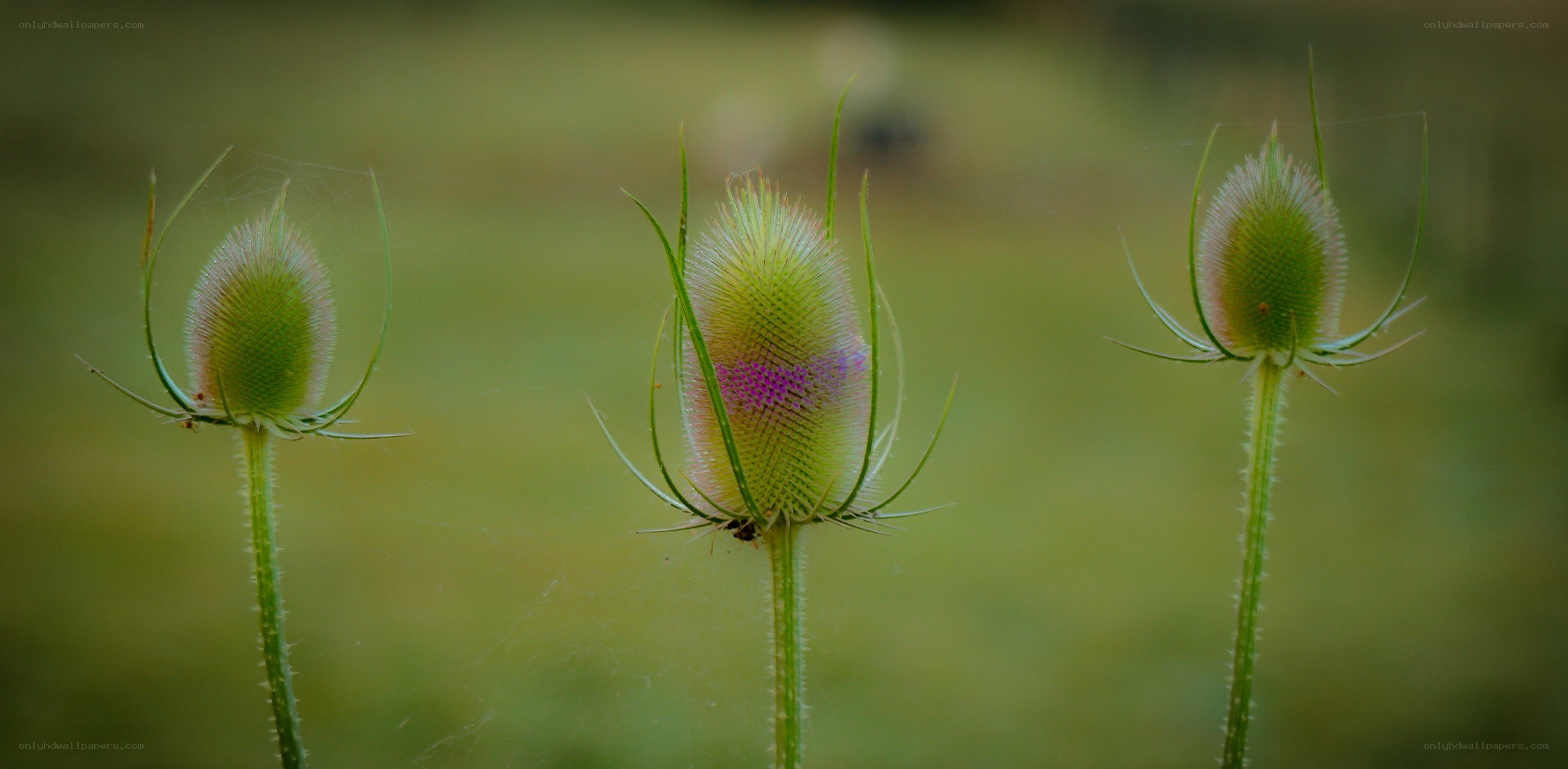 Three thistle buds in a field