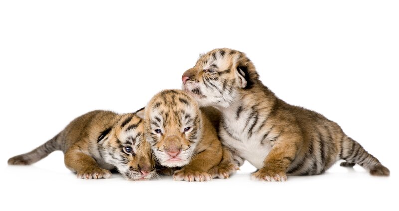 Three Tiger Cubs — Brown, Calm, Photograph