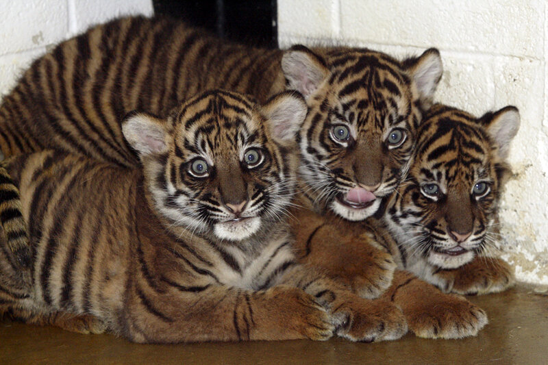 Three Tiger Cubs — Brown, Calm, Photograph, Tiger Cubs