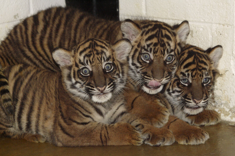 Three Tiger Cubs — Brown, Calm, Photograph, Tiger Cubs, Wall
