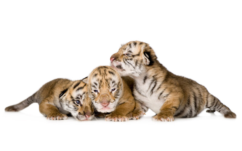 Three Tiger Cubs — Brown, Calm
