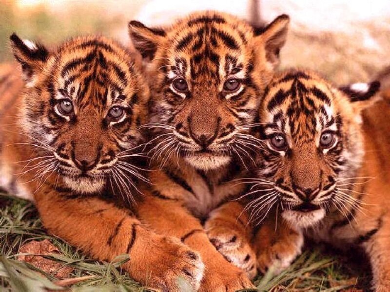 Three Tiger Cubs — Orange, Calm, Photograph, Grass