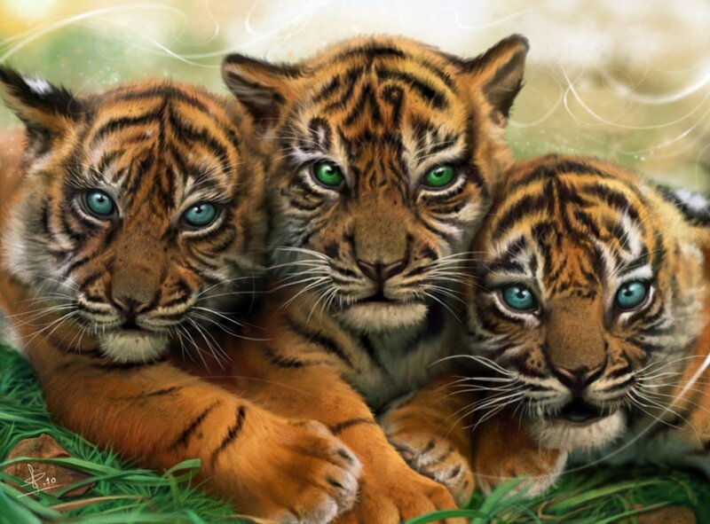 Three Tiger Cubs — Orange, Calm