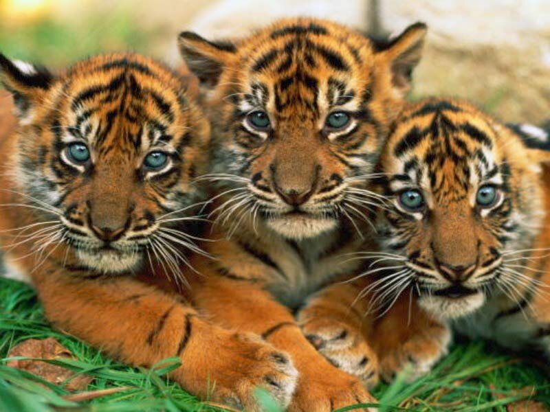 Three Tiger Cubs — Orange