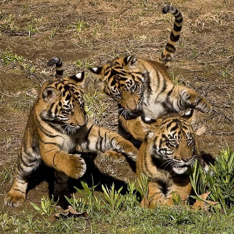 Three Tiger Cubs Playing