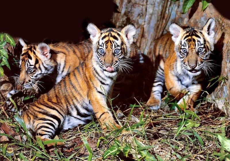 Three Tiger Cubs