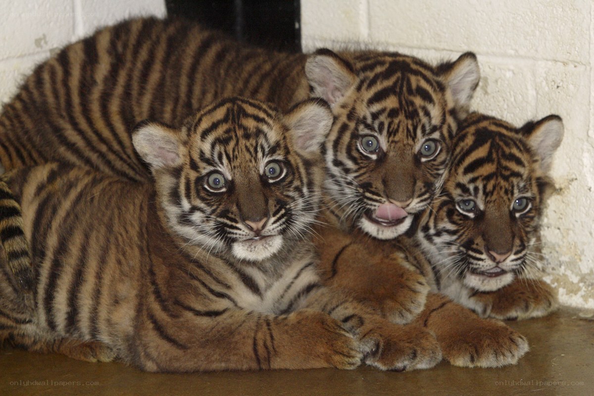 Three tiger cubs together