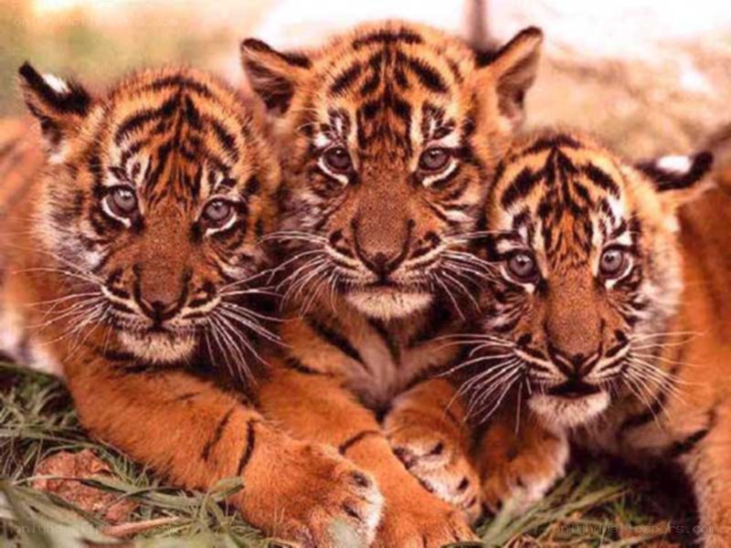 three tiger cubs together