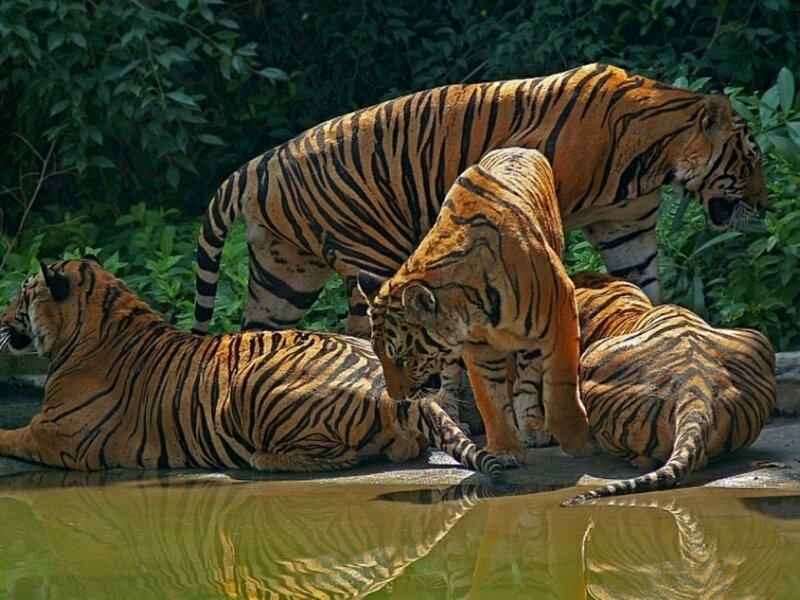 Three Tigers at Water