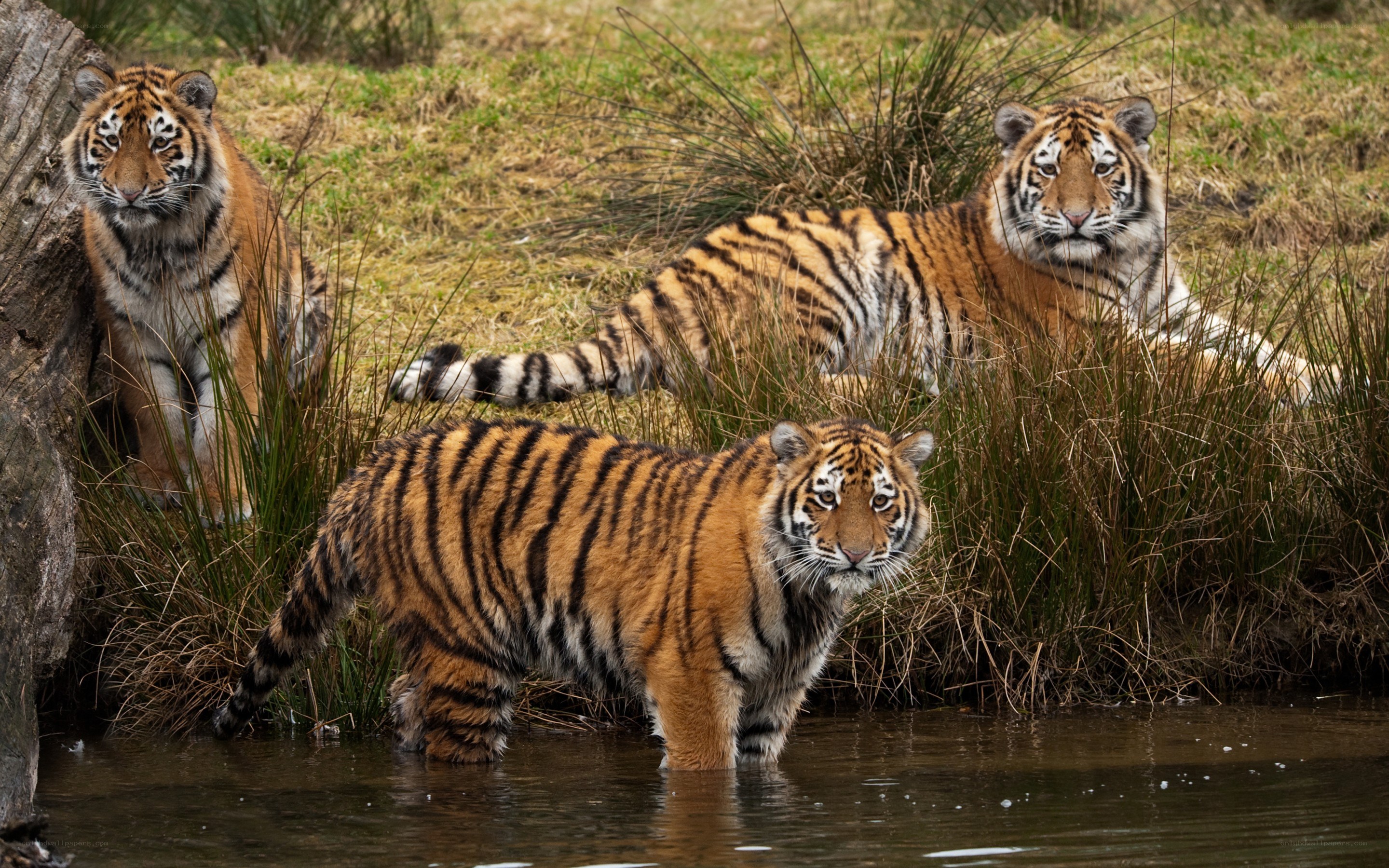 Three tigers in a natural setting