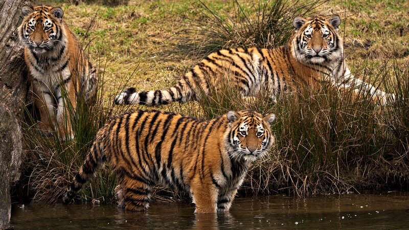 Three tigers in a natural setting