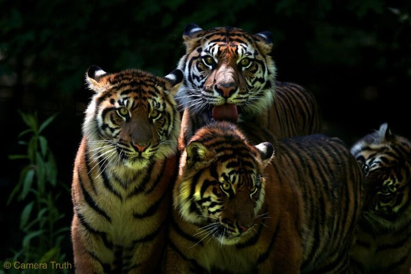 Three Tigers in Forest — Orange