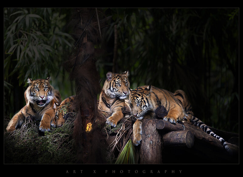 Three Tigers in Forest