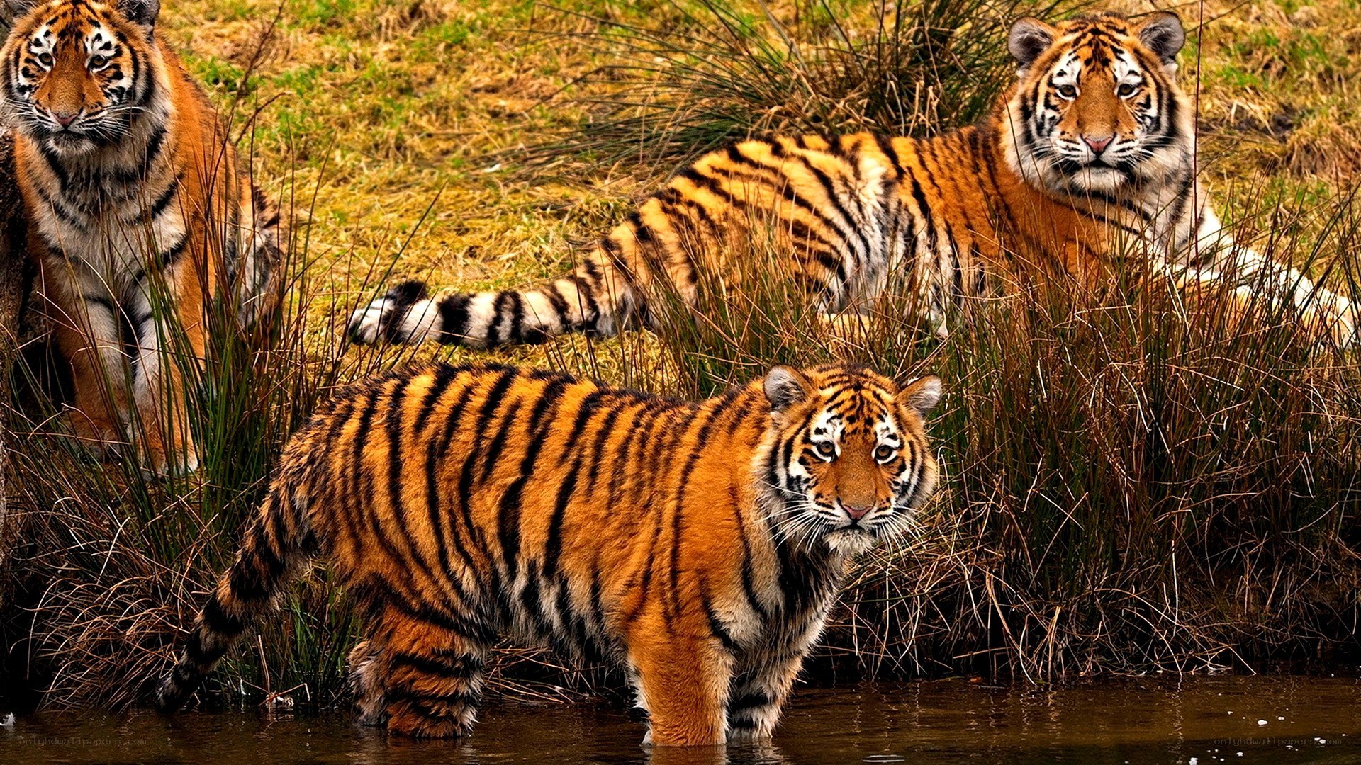 Three tigers in grass and water