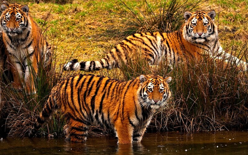 Three Tigers in Grass