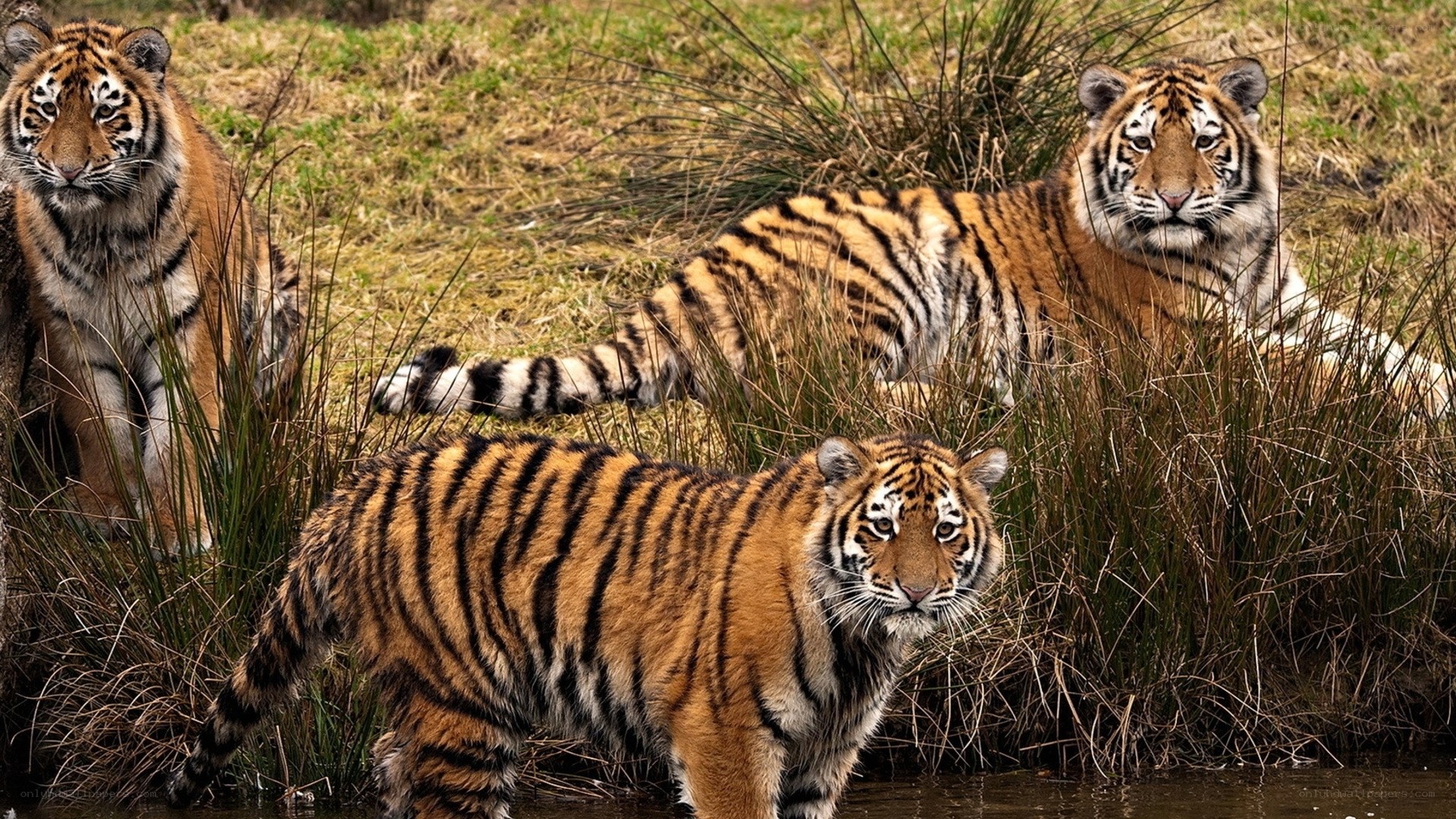 Three tigers in grassy area