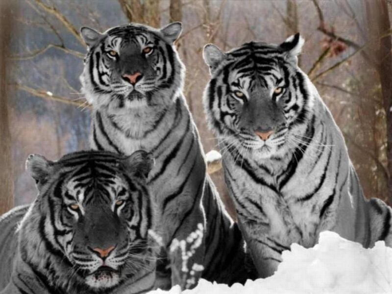 Three Tigers in Snow — Black