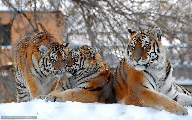 Three Tigers in Snow — Orange, Calm