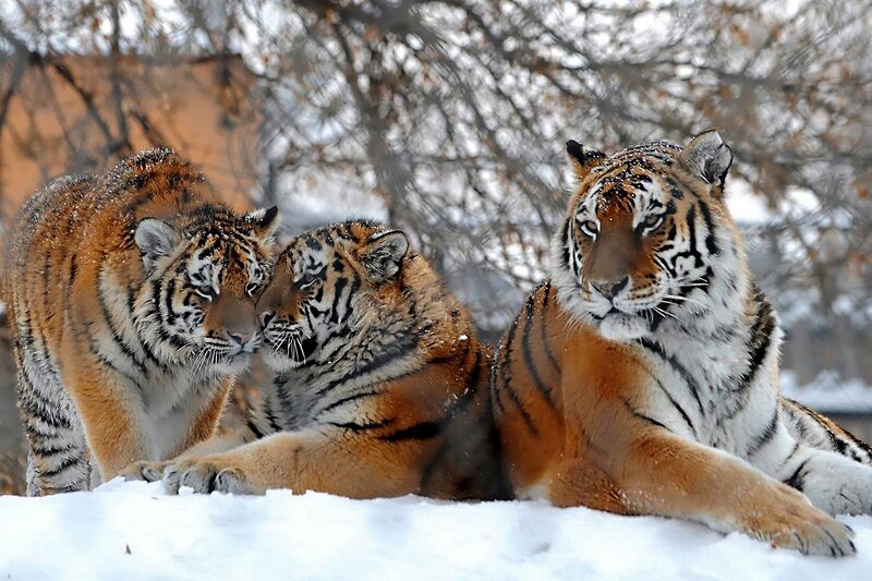 Three Tigers in Snow — Orange