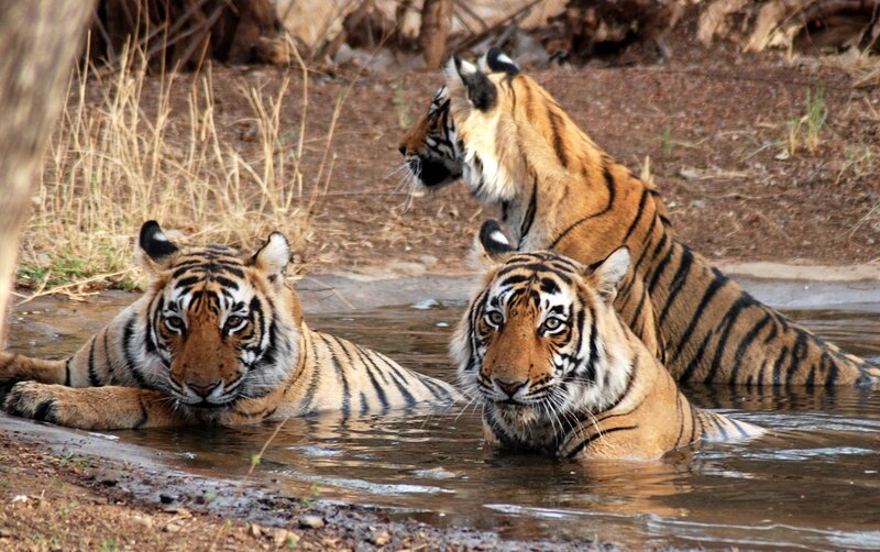 Three Tigers in Water