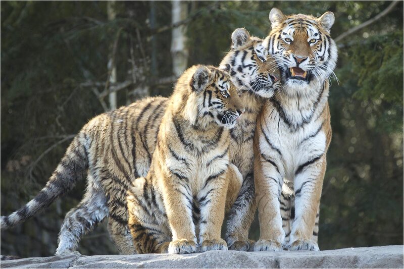 Three Tigers on Rock
