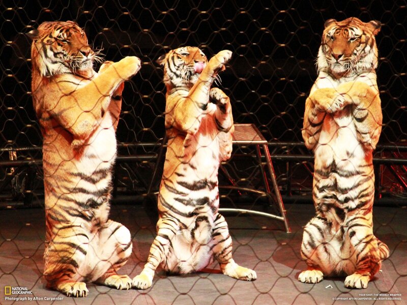 Three tigers performing in a circus
