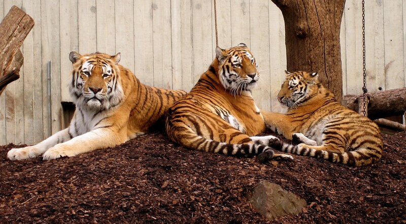 Three Tigers Resting