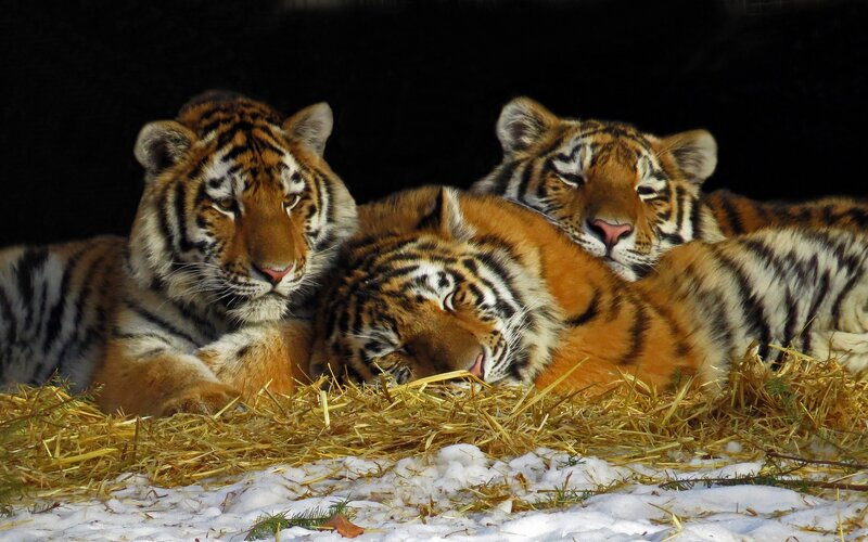 Three tigers resting together