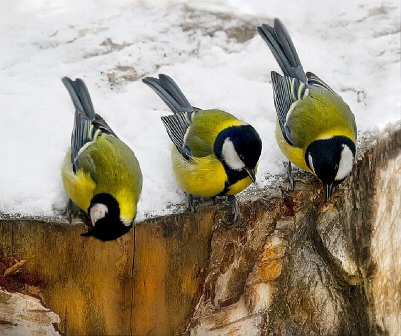 Three Tit Birds