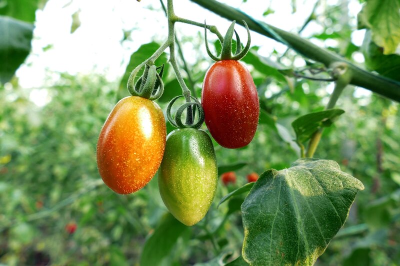Three Tomatoes on Vine