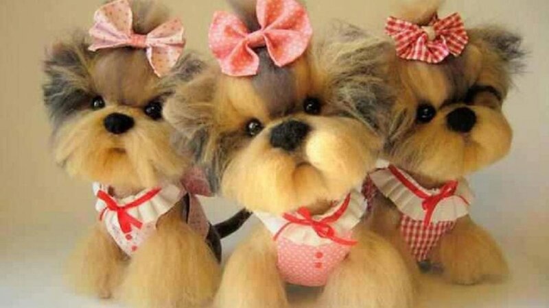 Three Toy Dogs
